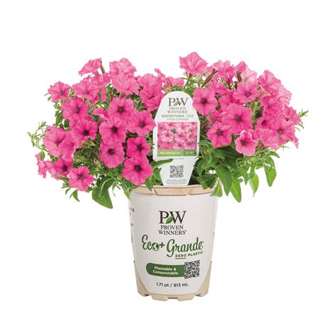Petunias | Supertunias® From Proven Winners – Page 2 – Proven Winners