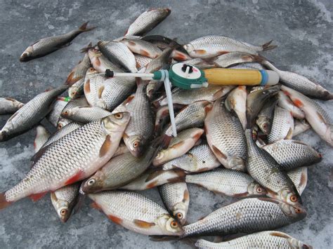 Насадка, которая сводит плотву с ума! | Рыбалка c BESFISHNG34rus | Дзен