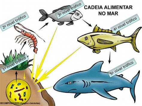 Na Cadeia Alimentar Qual Dos Animais é Considerado Um Decompositor