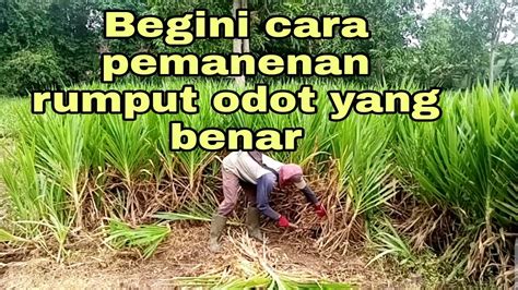 Cara Memanen Rumput Odot Yang Benar Youtube