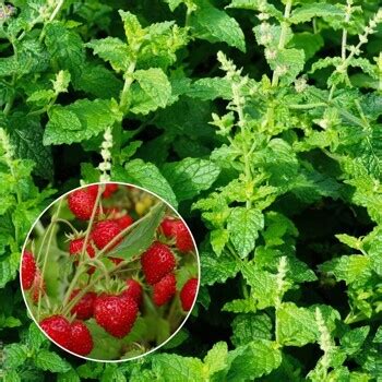 Купить рассаду Мяты Земляника