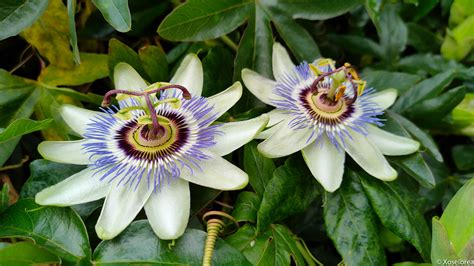 Medicina y Melodía: Flor de la pasión