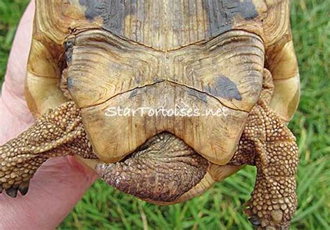 Golden Greek Tortoises Male Or Female