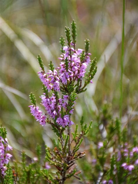 Fragments Of Pink Bog Plant On Fuzzy Background Stock Photo Image Of