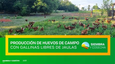 SIEMBRA Y COSECHA TV Producción de huevos de campo en Finca Doña