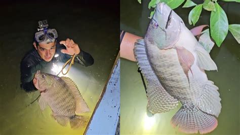 Tilapias Gigantes Pesca Con Fisga Y Arpon En Quinel Refugio De