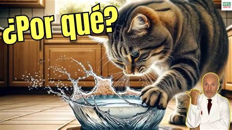 POR QUÉ MI GATO TIRA EL AGUA DEL BEBEDERO YouTube