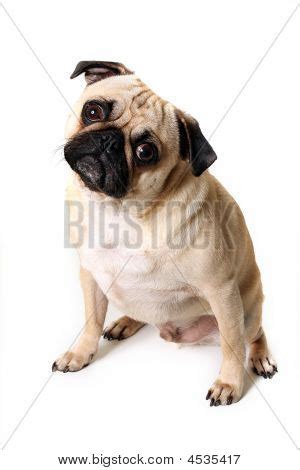 Confused Animal Images, Illustrations & Vectors (Free) - Bigstock