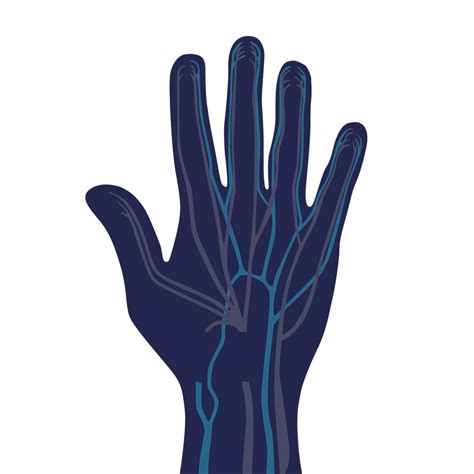 hand anatomy manchester hand surgeons