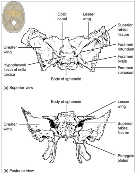 10 9 The Skull Fundamentals Of Anatomy And Physiology