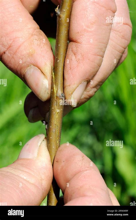 Fruit Tree Grafting Fruit Tree Grafting Fruit Tree Grafting Stock