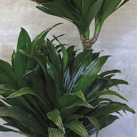 DRACENA PLANT - John Thomas Florist