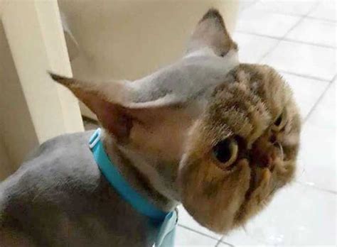 This is what a cat looks like if you shave everything but its face