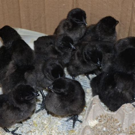 цыплята, Ухейилюй – купить в Тюмени, цена 300 руб., дата размещения: 06 ...