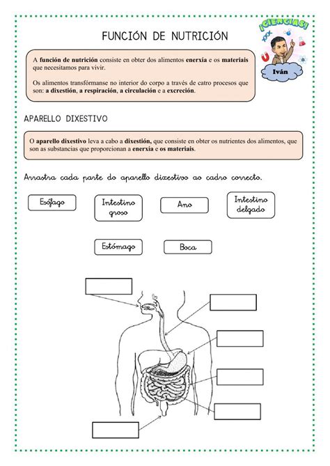 Ejercicio de A función de nutrición e os aparellos que interveñen nela