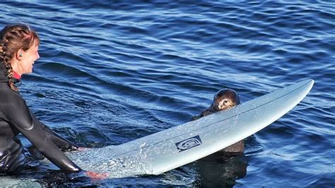 Watch Sea Otter Snatches Surfboard From Surfer In California Tvmnews Mt