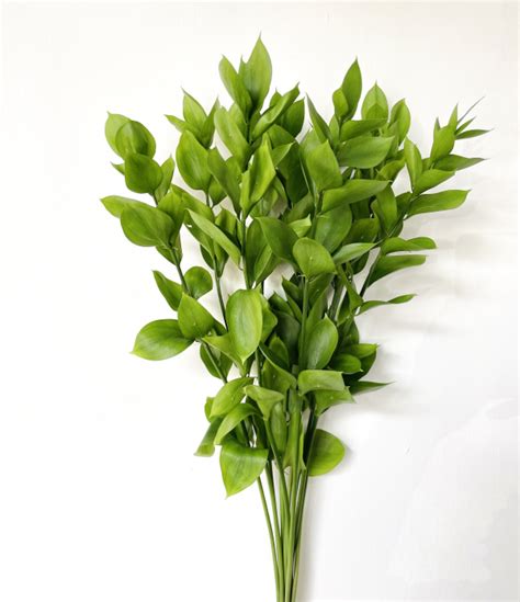 Israeli Ruscus – HYDRAPOLIS
