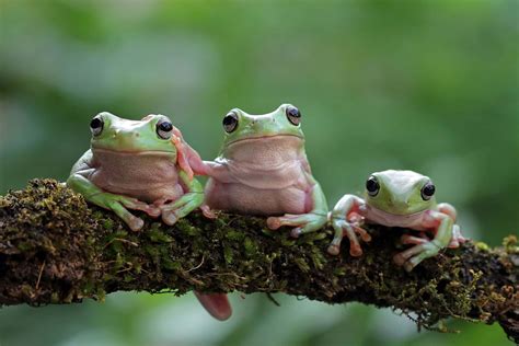 tree frogs perchedon branch wallpaper wallpaperscom