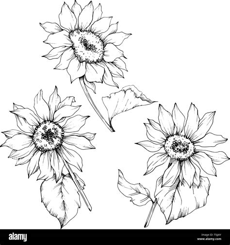 Vector Sunflower Floral Botanical Flowers Black And White Engraved Ink