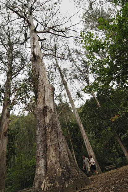 Descubre el Árbol Más Grande de España Ser Ecológico