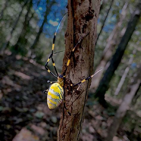 Joro Spider Spotted In Boston For First Time What To Know About The