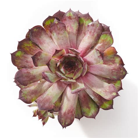 Hauswurz Dark Beauty Sempervivum cultorum Dark Beauty günstig kaufen