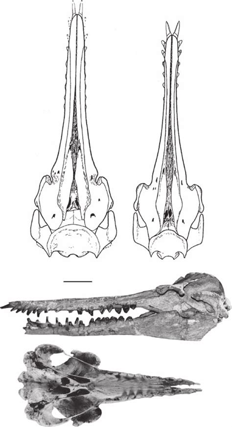Skulls Of Squalodontidae A Eosqualodon Langewieschei Late
