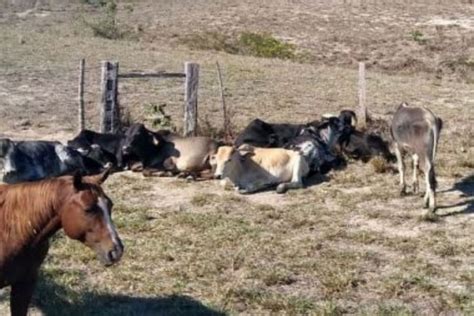 Ba Pol Cia Recupera Animais Furtados Avaliados Em Mais De R Mil