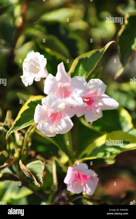 lovely weigela (weigela florida Stock Photo - Alamy