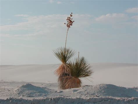 Free Images Beach Landscape Sea Coast Tree Sand Ocean Horizon