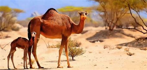 Sahara Woestyn Diere Nuus Reis