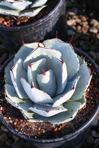 Agave parryi var. truncata - Devil Mountain Wholesale Nursery