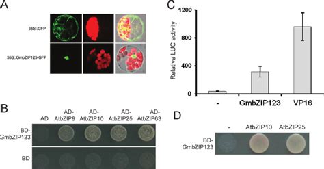 Subcellular localization, transcriptional activation, and interacting ...