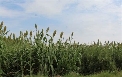 Cubre Ciclo Agrícola Más De 28 Mil Hectáreas De Cultivos En La Laguna