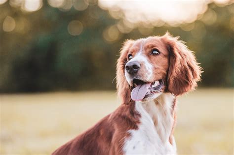 Vitamin B12 for Dogs: What You Need to Know - Veterinarians.org