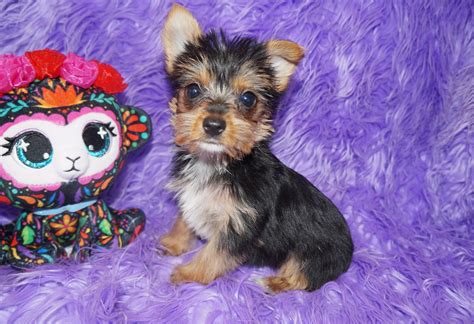 Pet lovers are reacting to the influx of Yorkie puppies for adoption 28