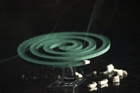 Как избавиться от комаров в квартире и на участке? Эффективные способы ...