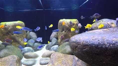 Malawi Mbuna Cichlids Underwater In 240 Liters Aquarium Youtube