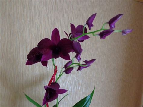 Дендробиум фаленопсис - Домашние растения