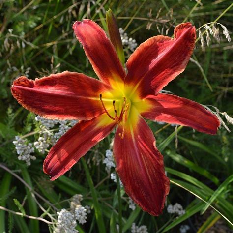 Photo of the bloom of Daylily (Hemerocallis 'Heavenly United We Stand ...