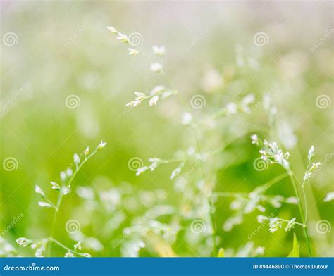 Macro Shot Of Grass With Seeds Stock Photo Image Of Field