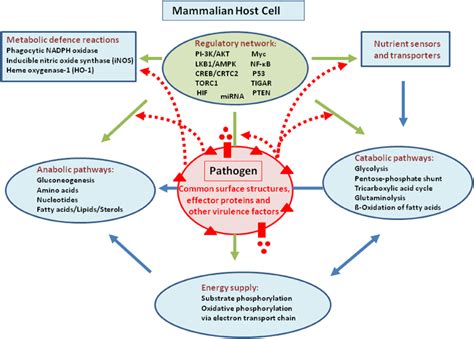 Summary Overview Showing The Major Metabolic Pathways And Reactions Of Download Scientific