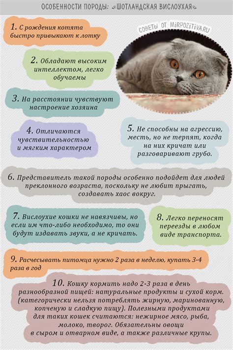 Название Кошек И Их Фото — Bluemorphotours.ru