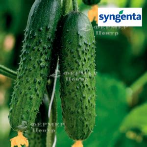 Купить Спино F1 - огурец партенокарпичный, 500 семян, Syngenta ...