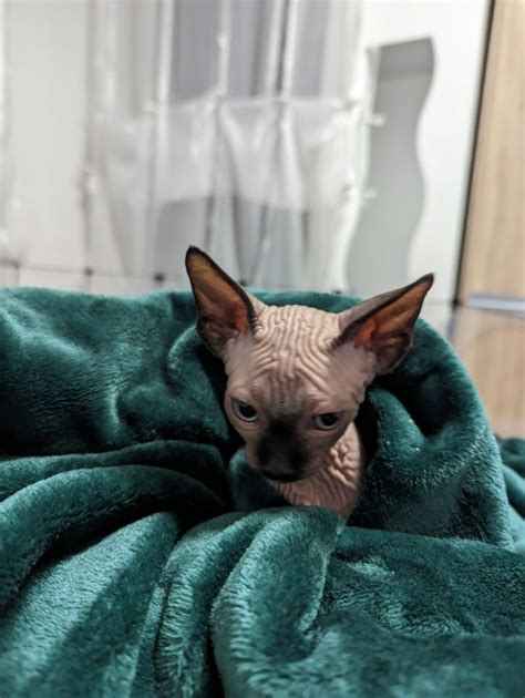 Kanadische Sphynx Katze Katzen