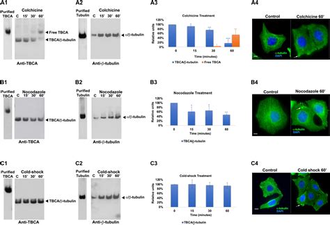 Frontiers Colchicine Blocks Tubulin Heterodimer Recycling By Tubulin