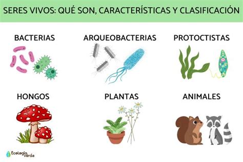 Niveles De Organizaci N De Los Seres Vivos Con Ejemplos Hot Sex Picture
