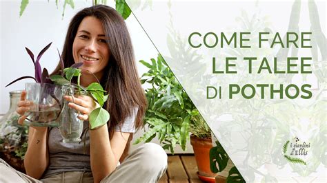 Riprodurre Le Piante Per Talea Il Pothos I Giardini Di Ellis