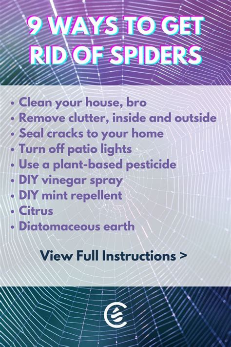 How to get rid of spiders natural home remedies – Artofit