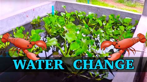 Growing Crayfish In Tanks Water Changes Youtube